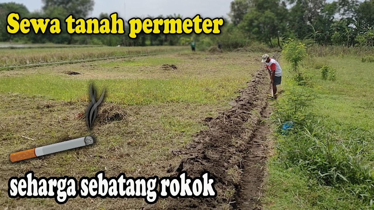 Sewa tanah Rp.1.200- / meter / tahun, seharga 1 batang rokok untuk lahan rumput Gamma Ummami