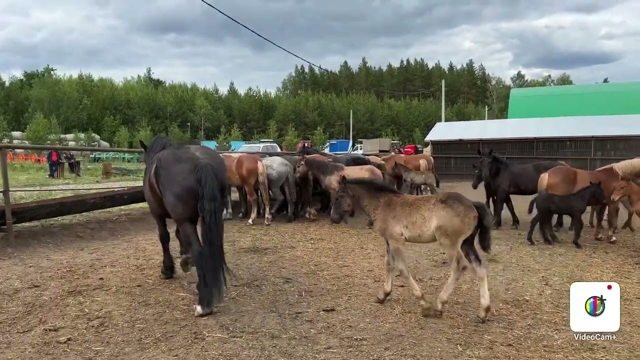 Глисты!!! Выводим паразитов!!!