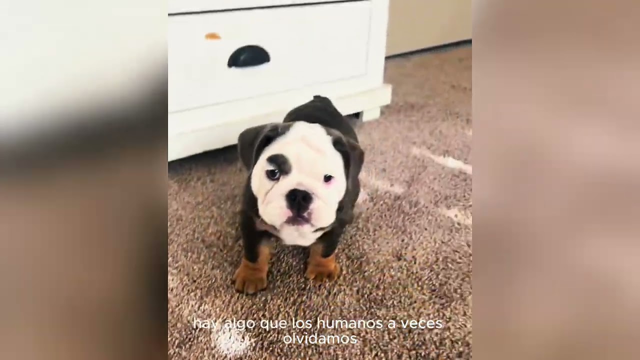 El Mundo Entre las Arrugas: Cuando Este Bulldog Descubrió Su Verdadero Valor