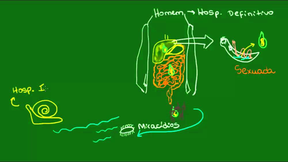 Reprodução do Schistosoma mansoni - Zoologia - Biologia