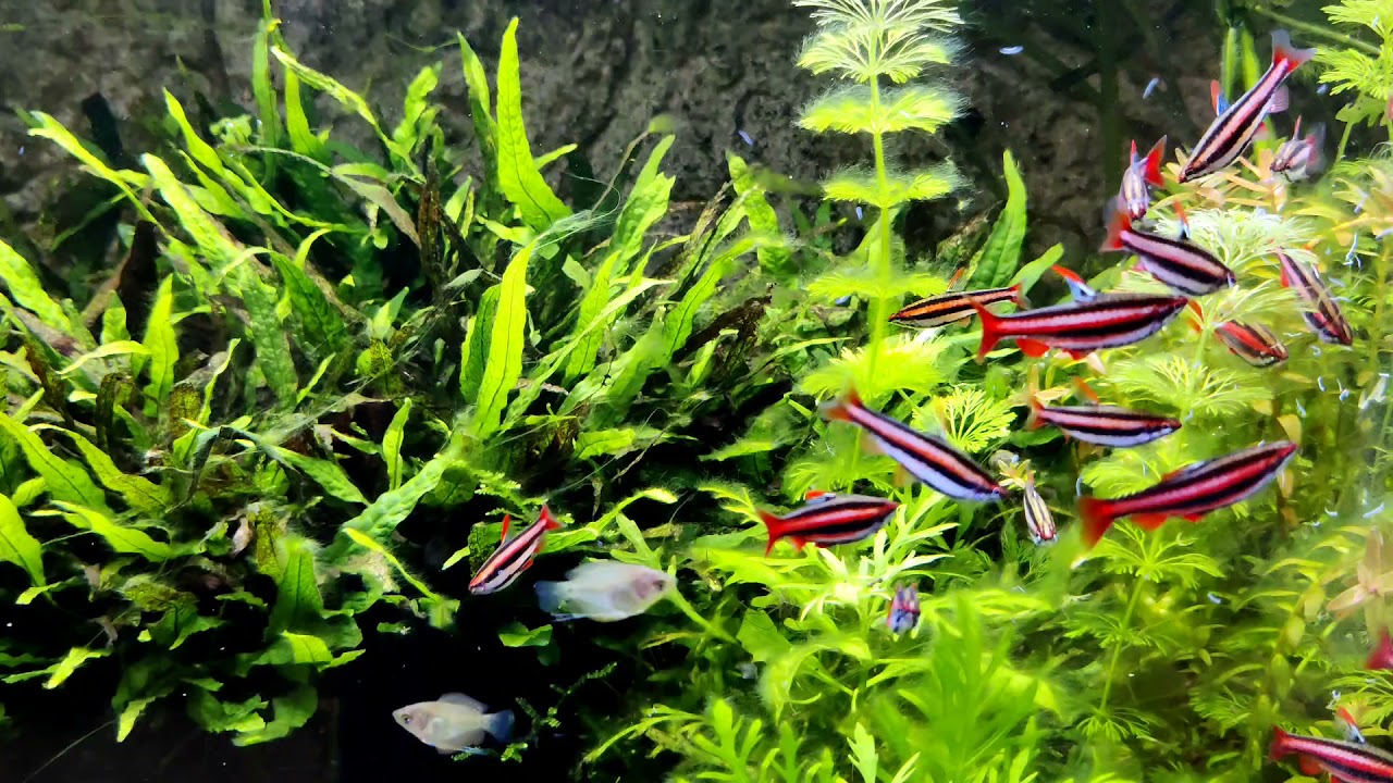 Nannostomus mortenthaleri feeding time! White worms.
