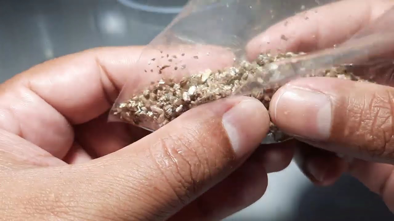 7-Como germinar Sementes de Palmeira Laca Vermelha?
