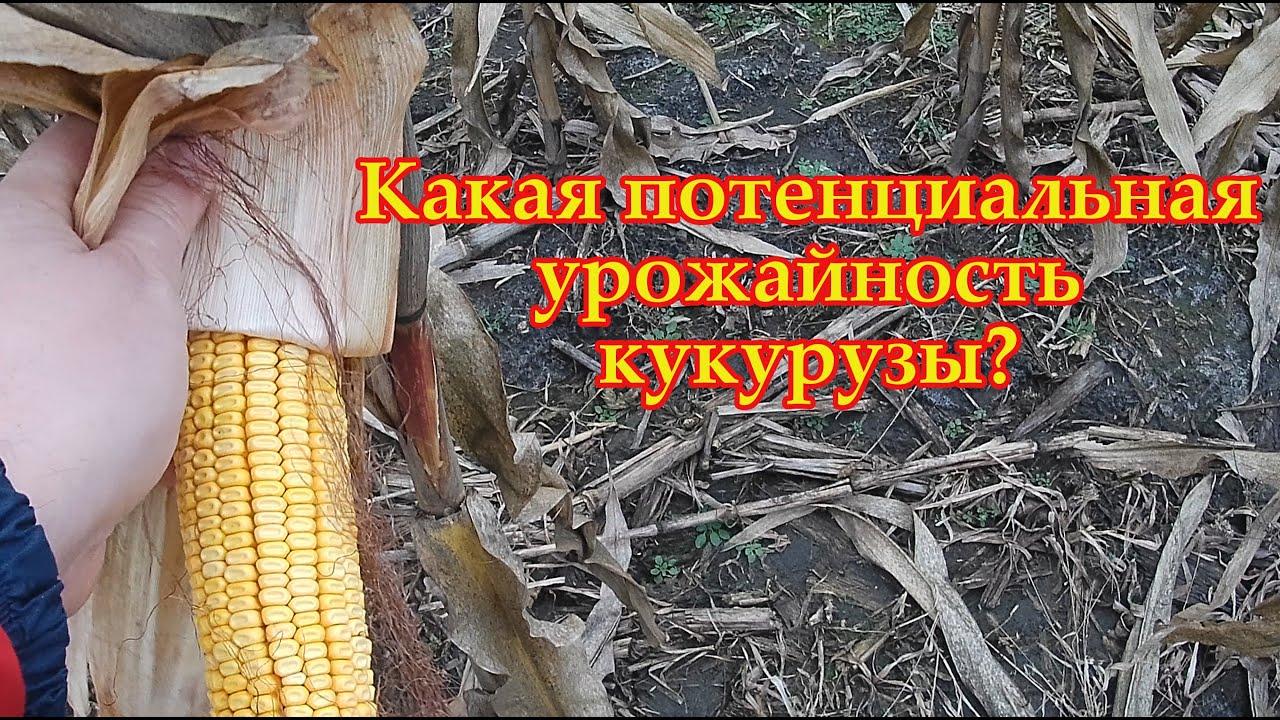 Замер влаги. Урожайность кукурузы.