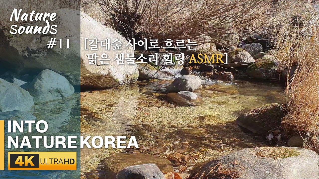 [Скрытый источник в камышовом лесу Кореи #11┃IntoNature┃4K ASMR]