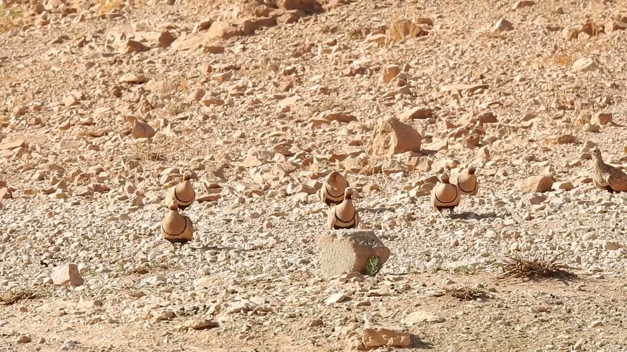 تمويه مذهل لطيور الكدري بين الصخور | Incredible Rock Camouflage of Sandgrouse