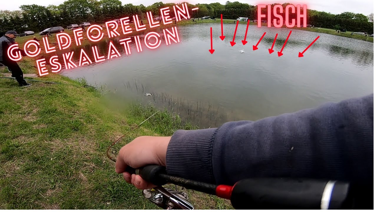Forellenangeln | Goldforellenangeln mit Ultralight und Bombarde | Almsee in Varel