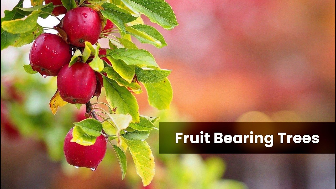 The Results of Bearing Fruit