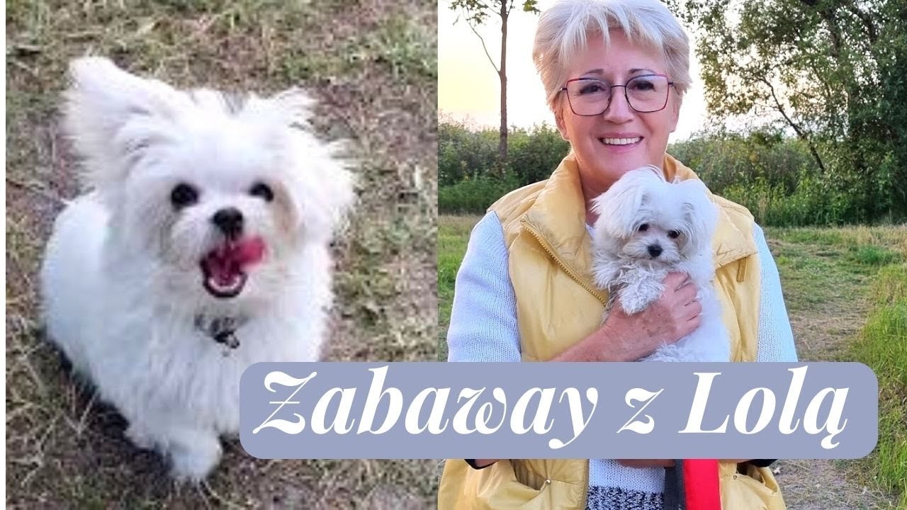 MALTAŃCZYK - MIŁE USPOSOBIENIE LOLI - WIECZORNY SPACER Z LOLĄ [457]