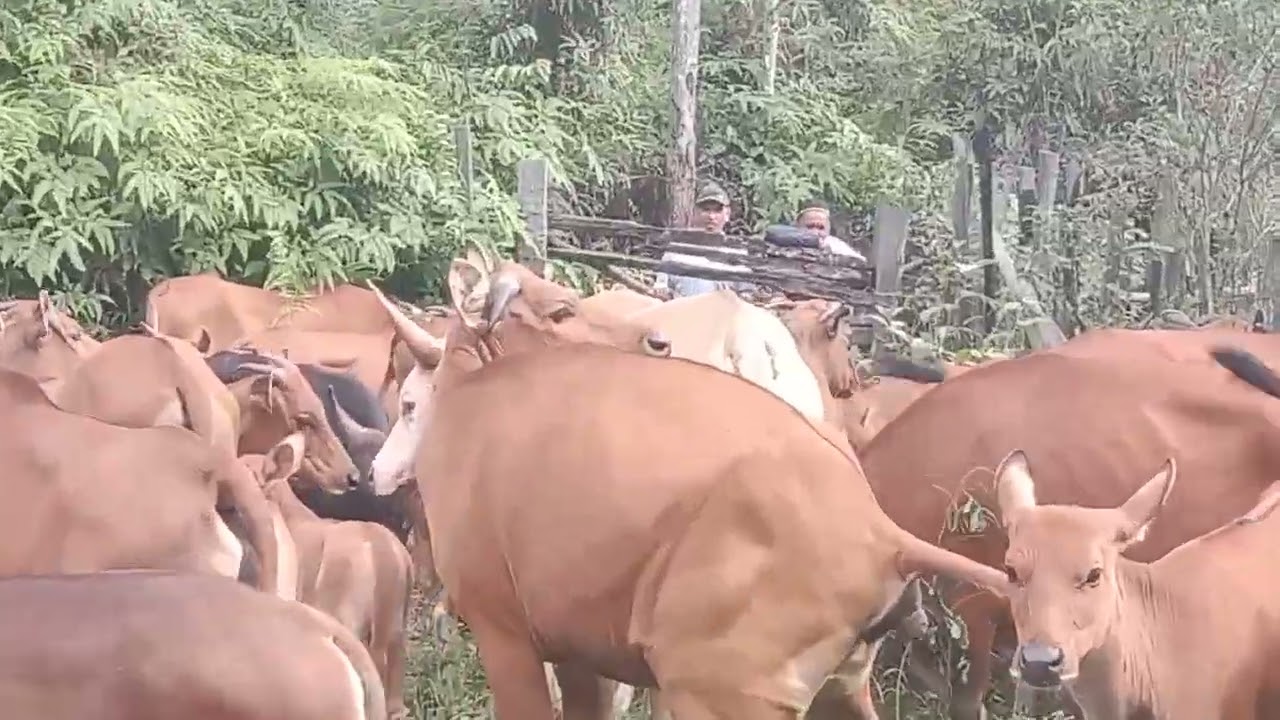 sapi di masukkan kandang