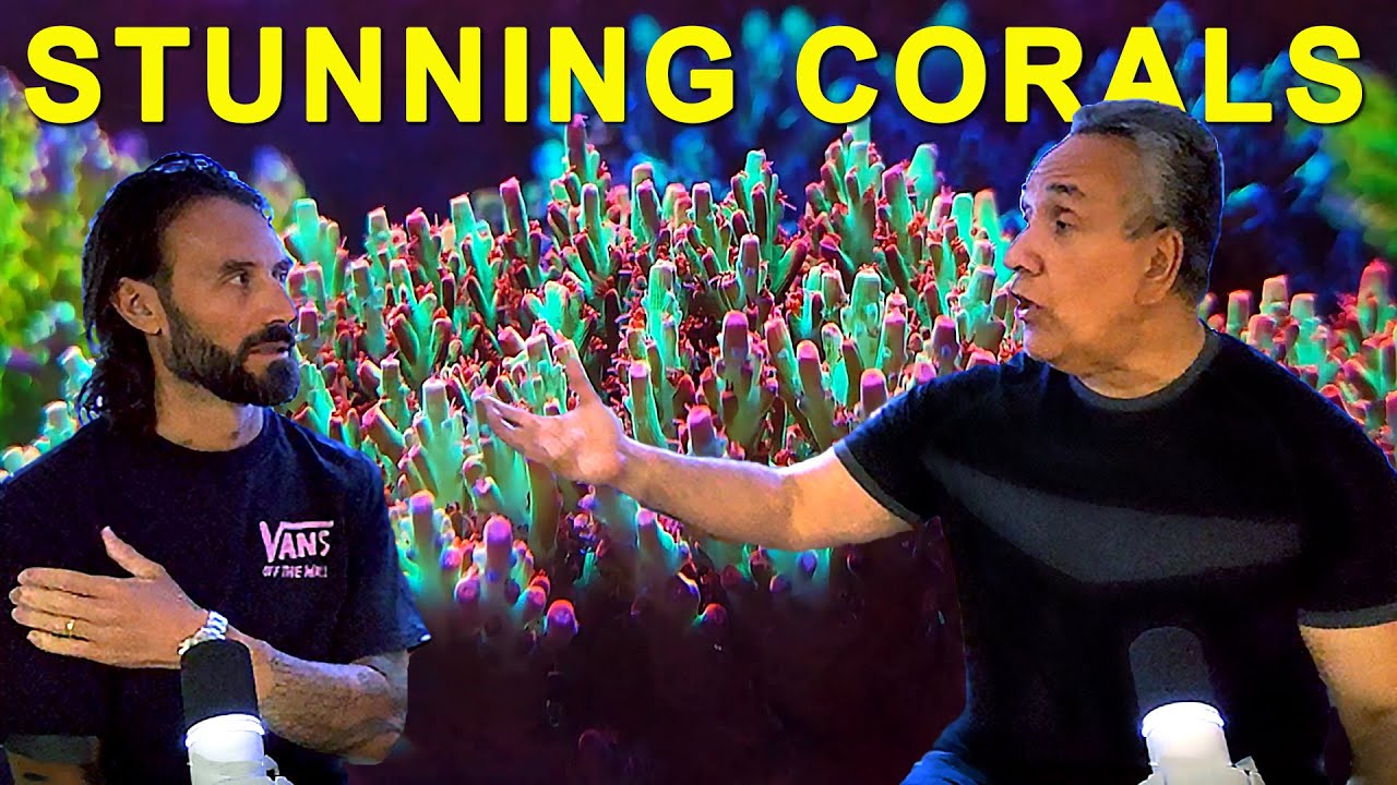 VargasReef Chronicles: Best Italian Reef Tank 2024!