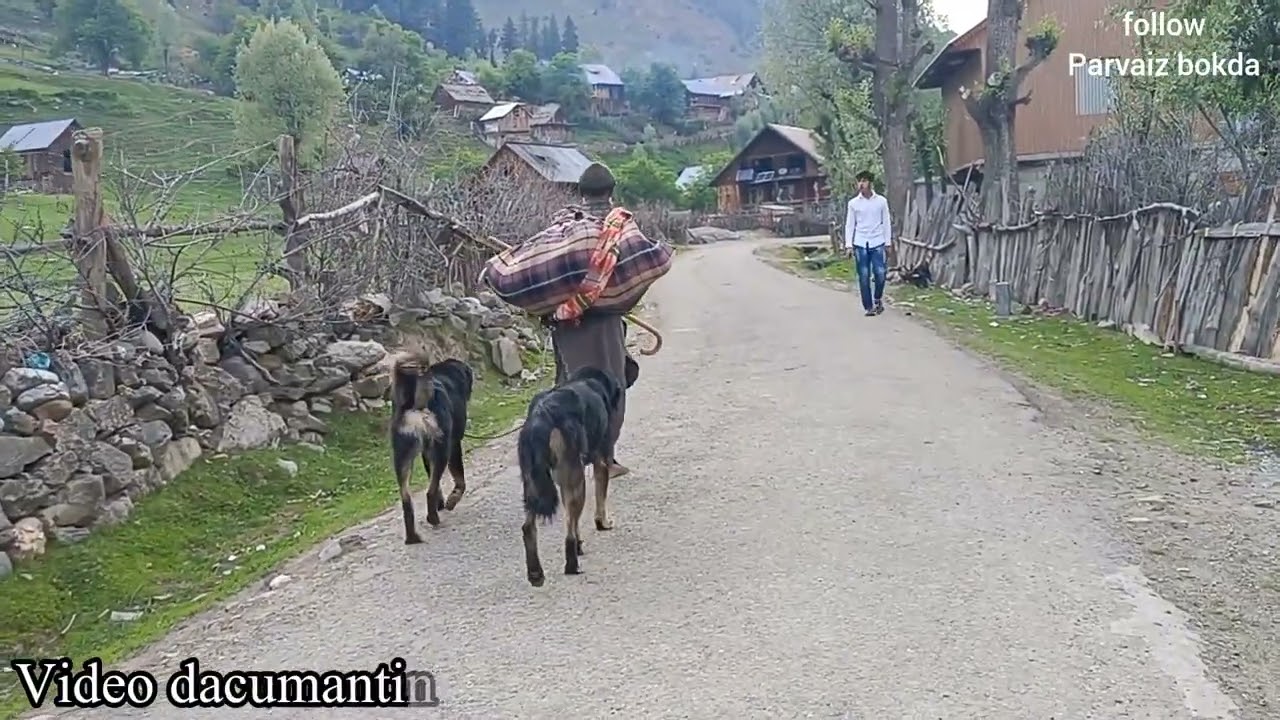 The dacumanting of tribals warwan vally kishtwar (nomadic life) jammu kashmir 