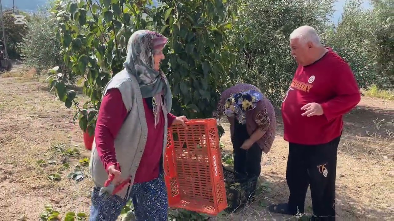 Cennet elması. Zeytin. Ayva. Pekmezlik üzüm. İmece usulu.9 Ekim 2025. Foto ayfa