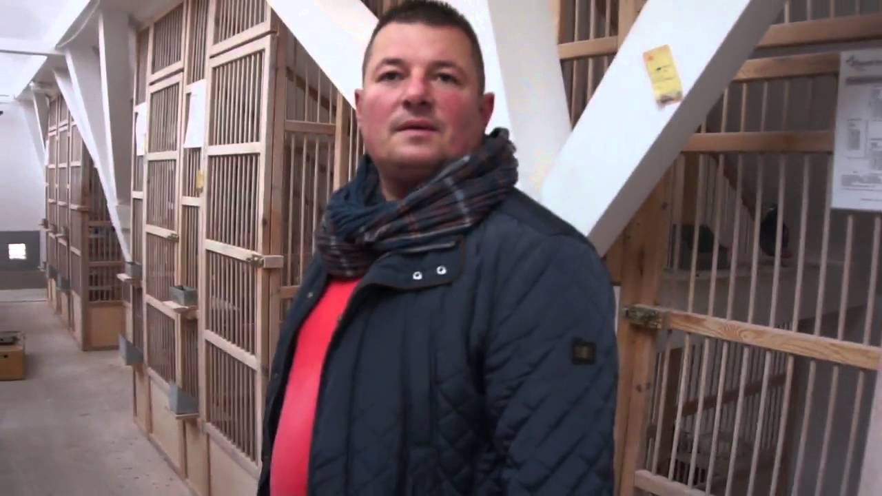 Dominik Palarski - gołębie na sprzedaż - prezentacja - 26.11.2015r.