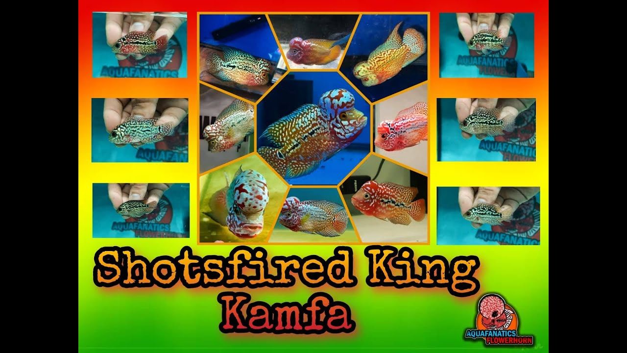 Shotsfired king kamfa