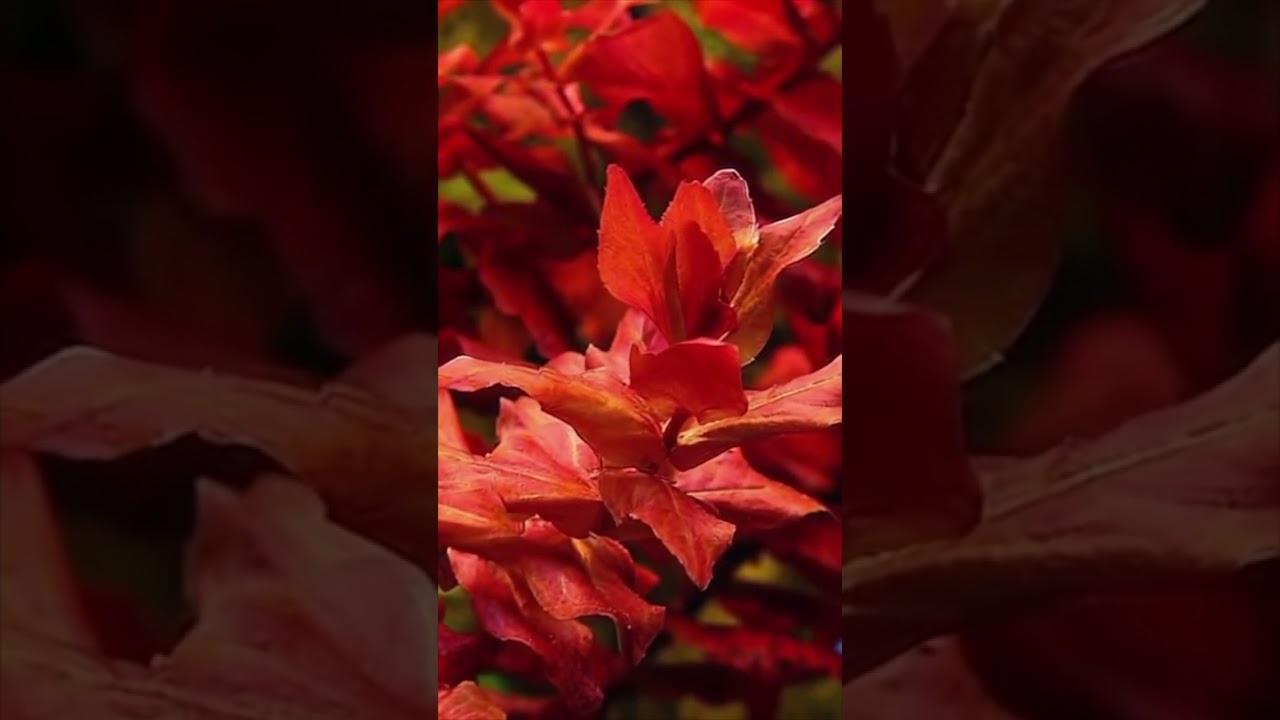 Rotala Macrandra &ndash; The Jewel of Aquascaping