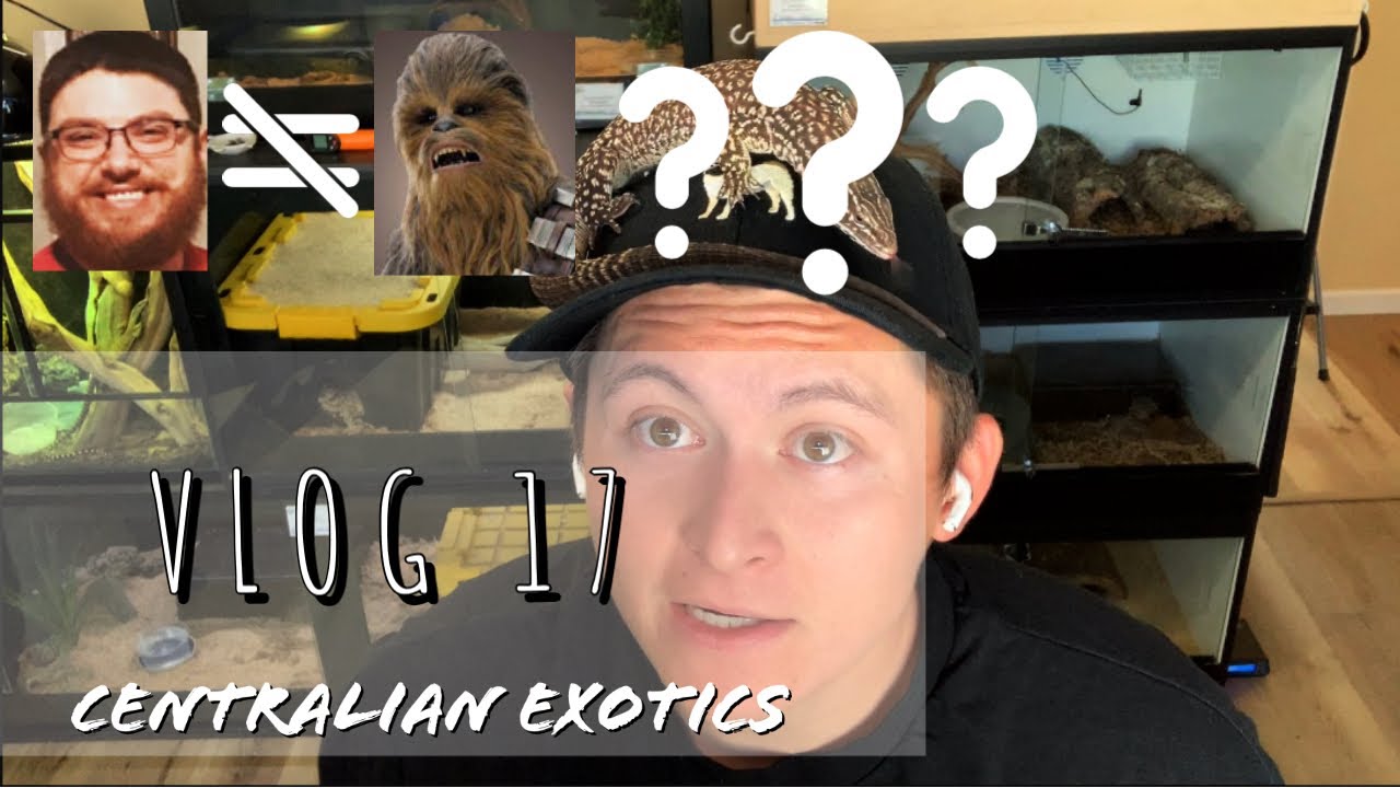 I'm BACK! Reptile Tour, FEEDING Monitor Lizards, BREEDING Season UPDATES  - VLOG 17