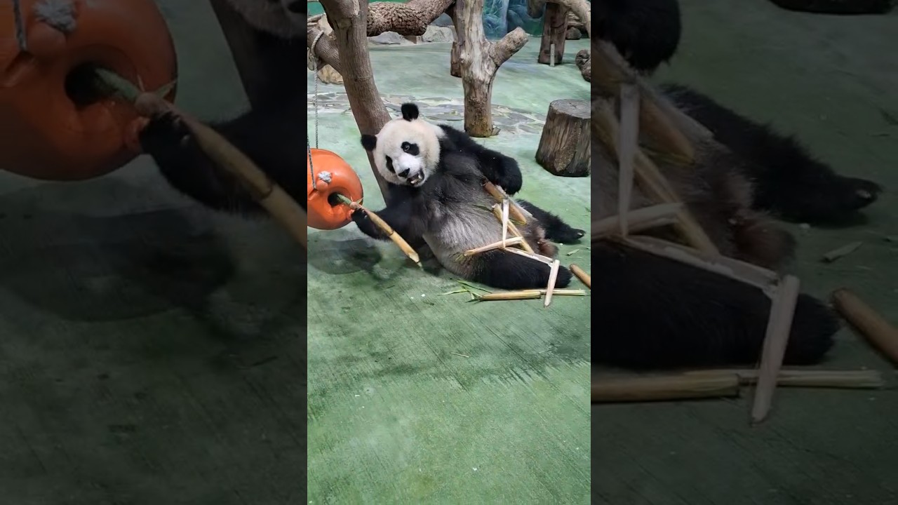 圓仔：這就是信手拈來 #panda #yuanzai #可愛い