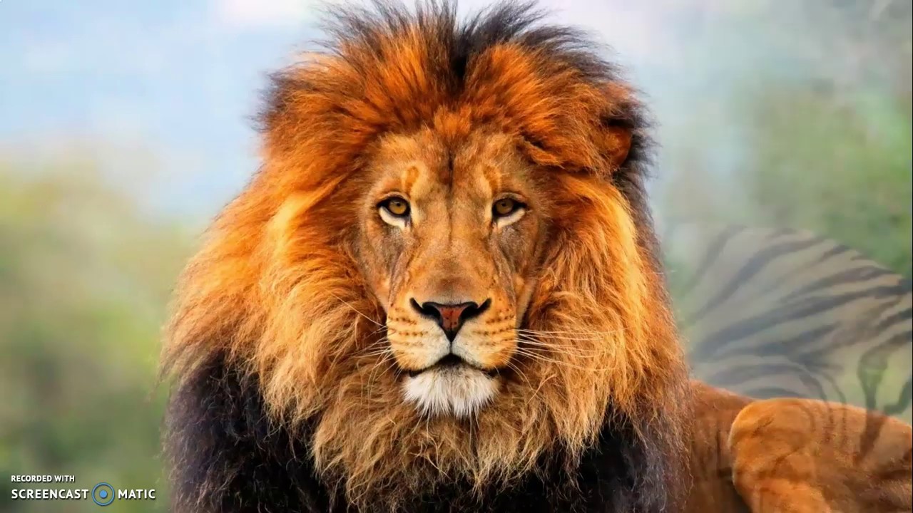 Woordenschat - Leer de namen van de dieren - Learn dutch - leer Nederlands