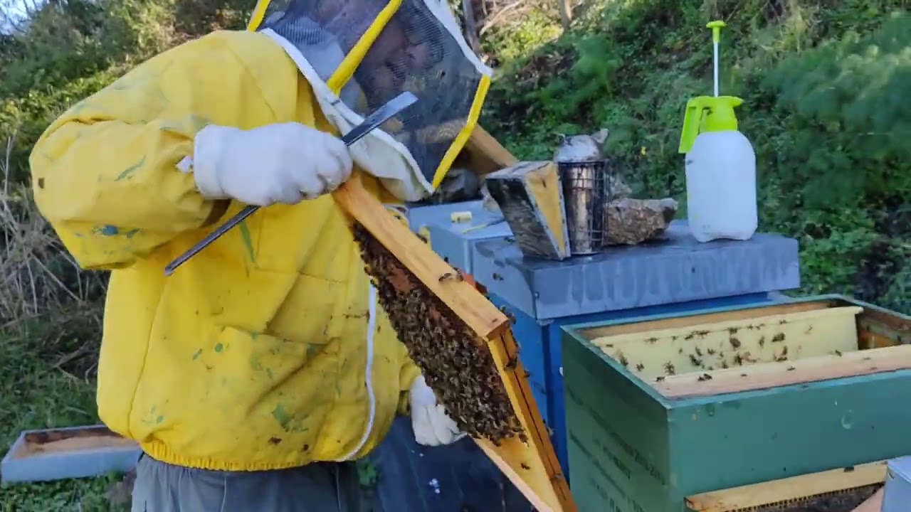 Tentativo di recupero di un apiario infestato da varroa e ri-trattamento con oxuvar spruzzato