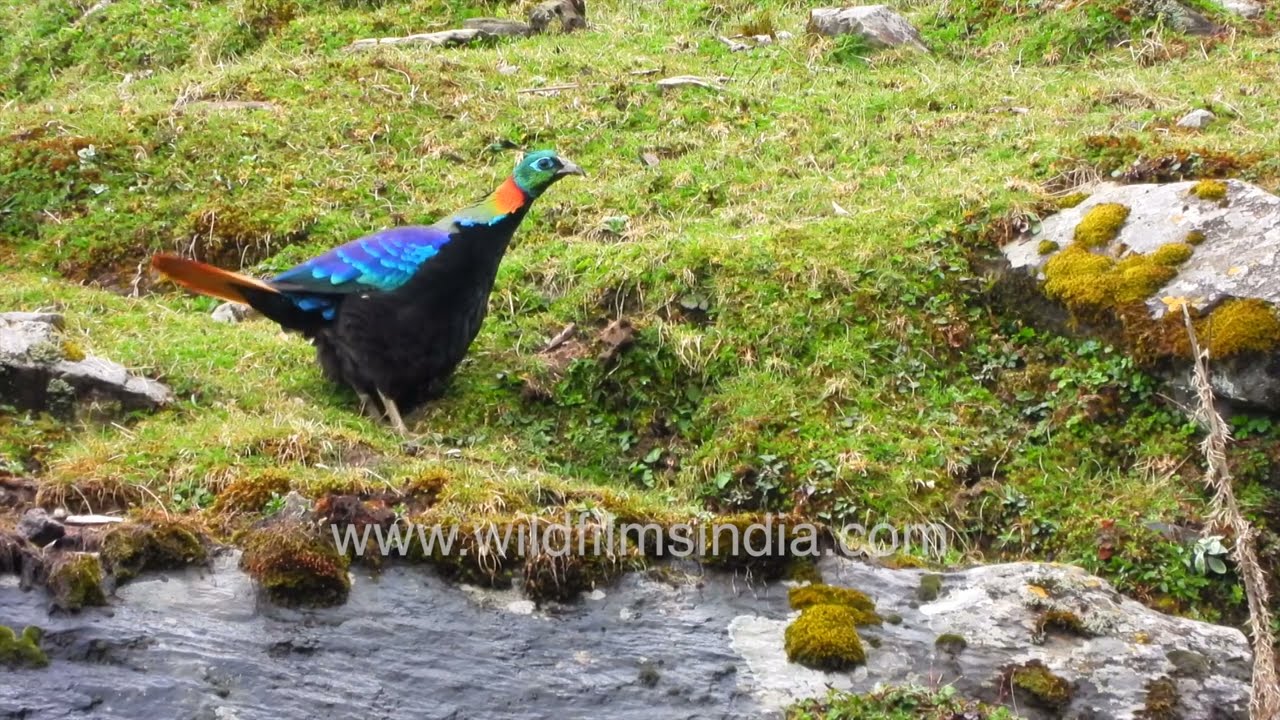 Monal Pheasant or Danphe, national bird of Nepal, state bird of Uttarakhand: A beautiful Pheasant!