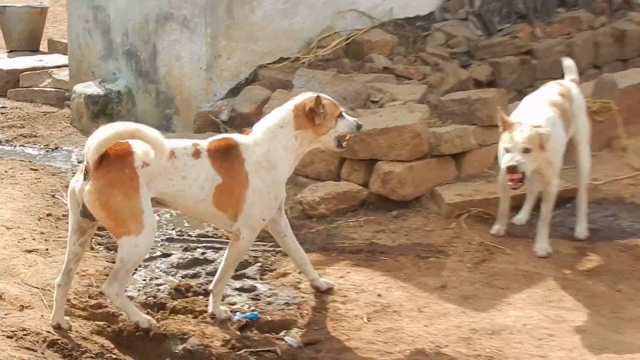 Pandikona Dogs Fighting in Village