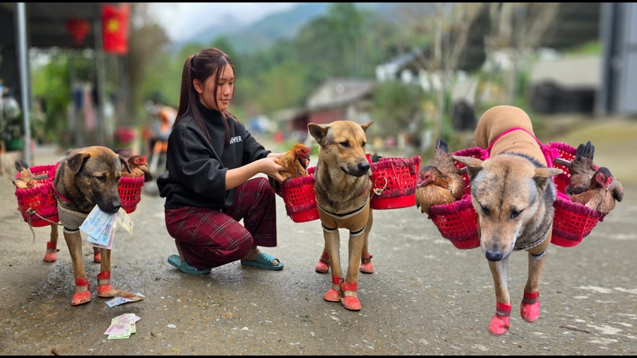 The two dogs helped take the chickens to the market to sell them so they could buy feed.