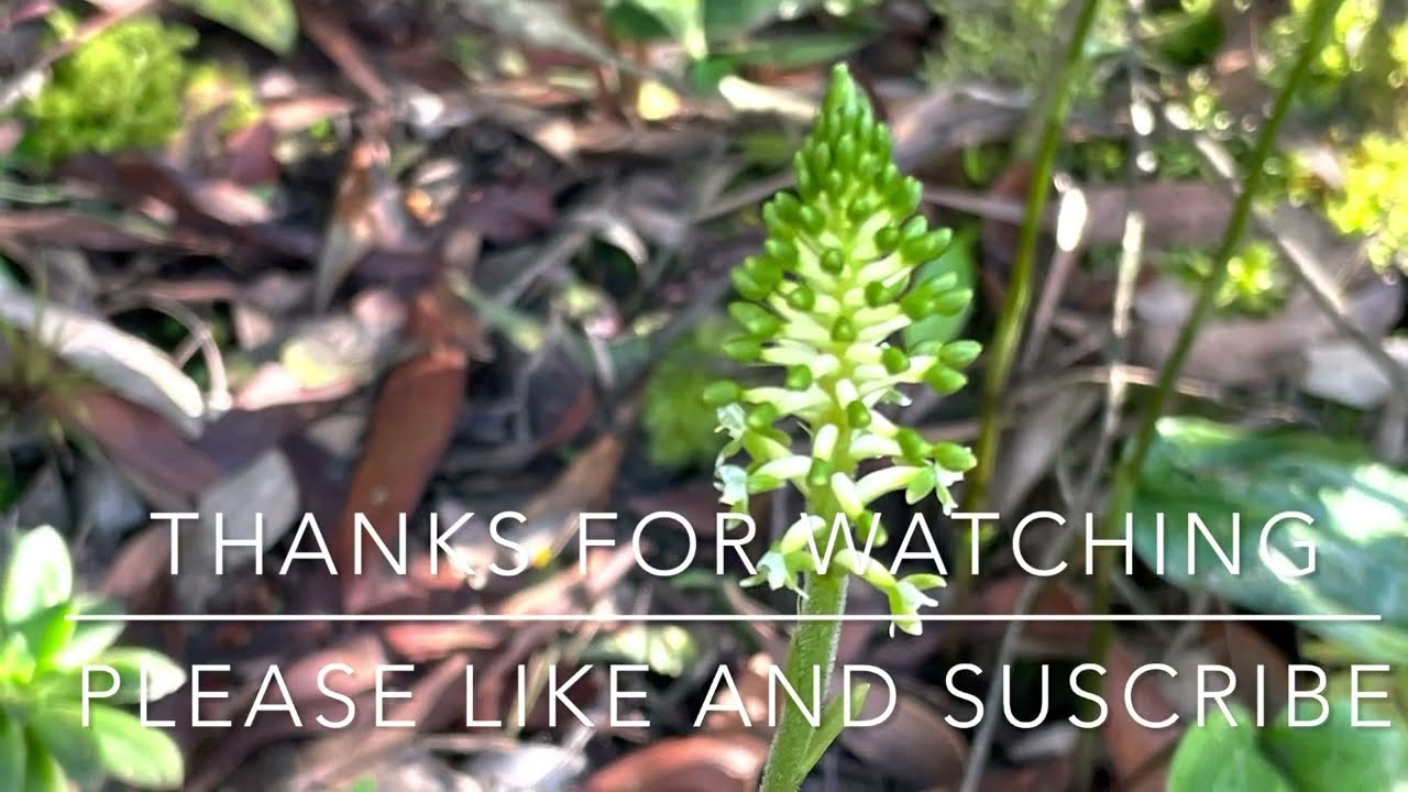 Cranichis Ciliata in situ -|Miniorchid cloud forest|