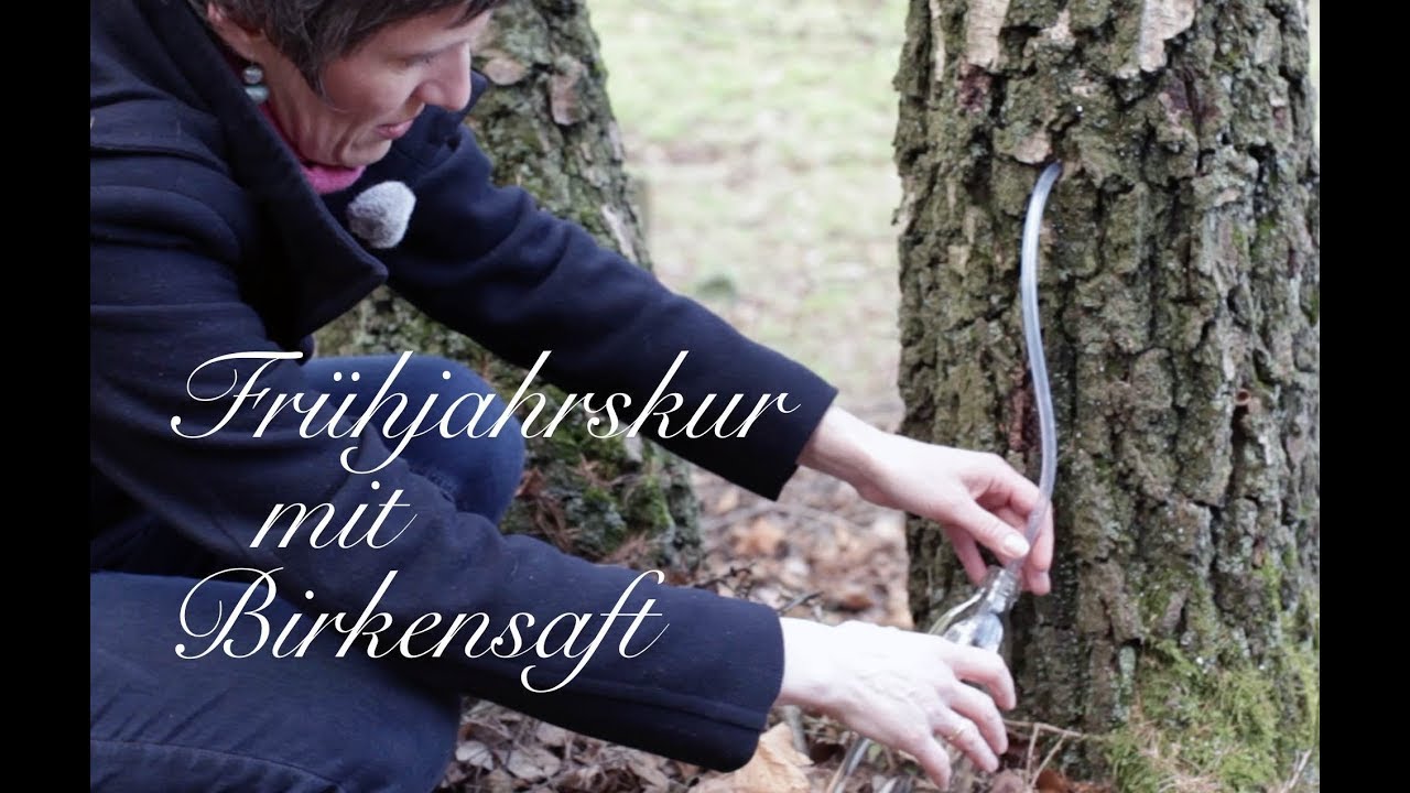 Frühjahrskur mit Birkensaft - Viriditas Heilpflanzen-Video