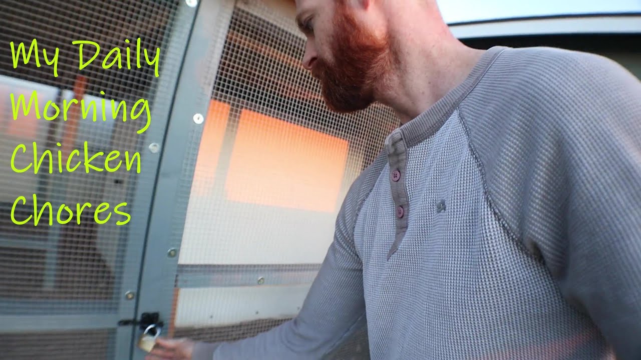 Morning Chicken Routine - The Best Part Of Waking Up