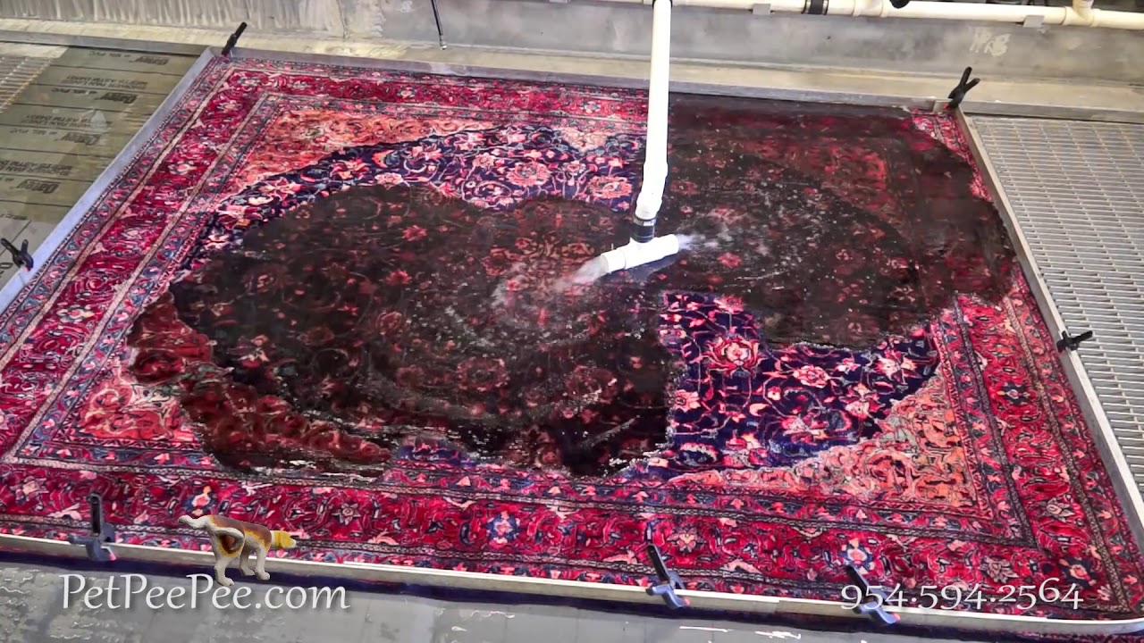 Mr. Kyle found an Oriental rug on the side of the road | PetPeePee