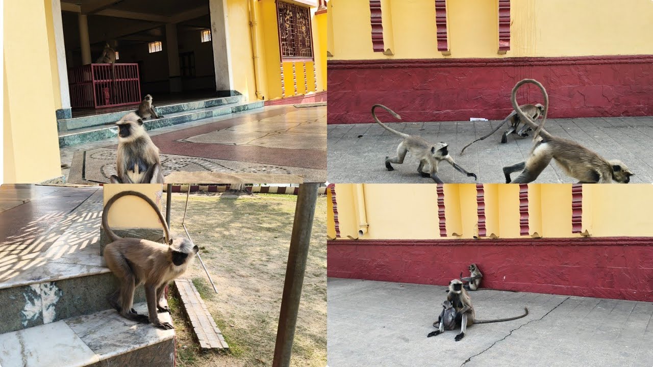 Jay Shri Ram Jay Hanuman Ji 🚩🚩#monkey #hanumanji 