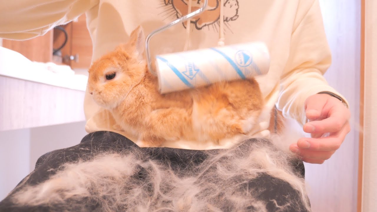 ムギが腹痛で動かなかったので急いで処置したら元気になって飼い主は会社に遅刻しました【No.1529】
