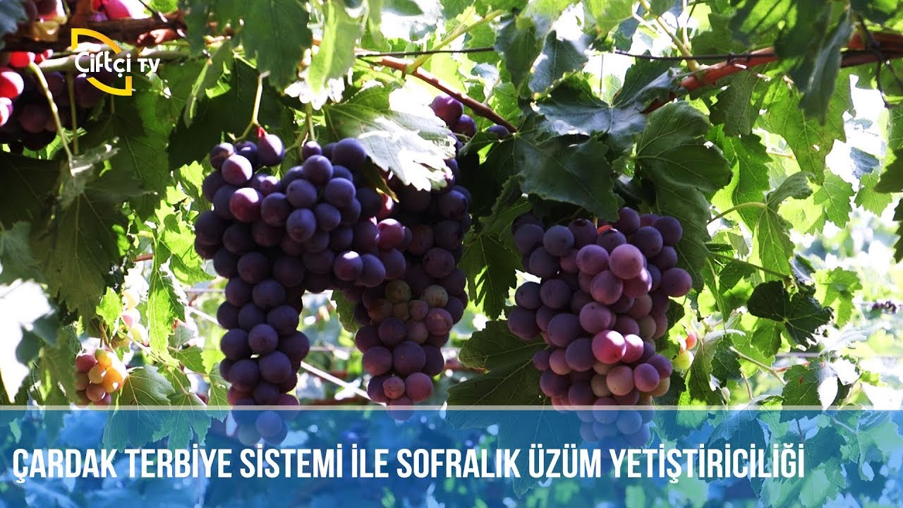 Çardak Terbiye Sistemi ile Üzüm Yetiştiriciliği -TARLADAN BAHÇEYE