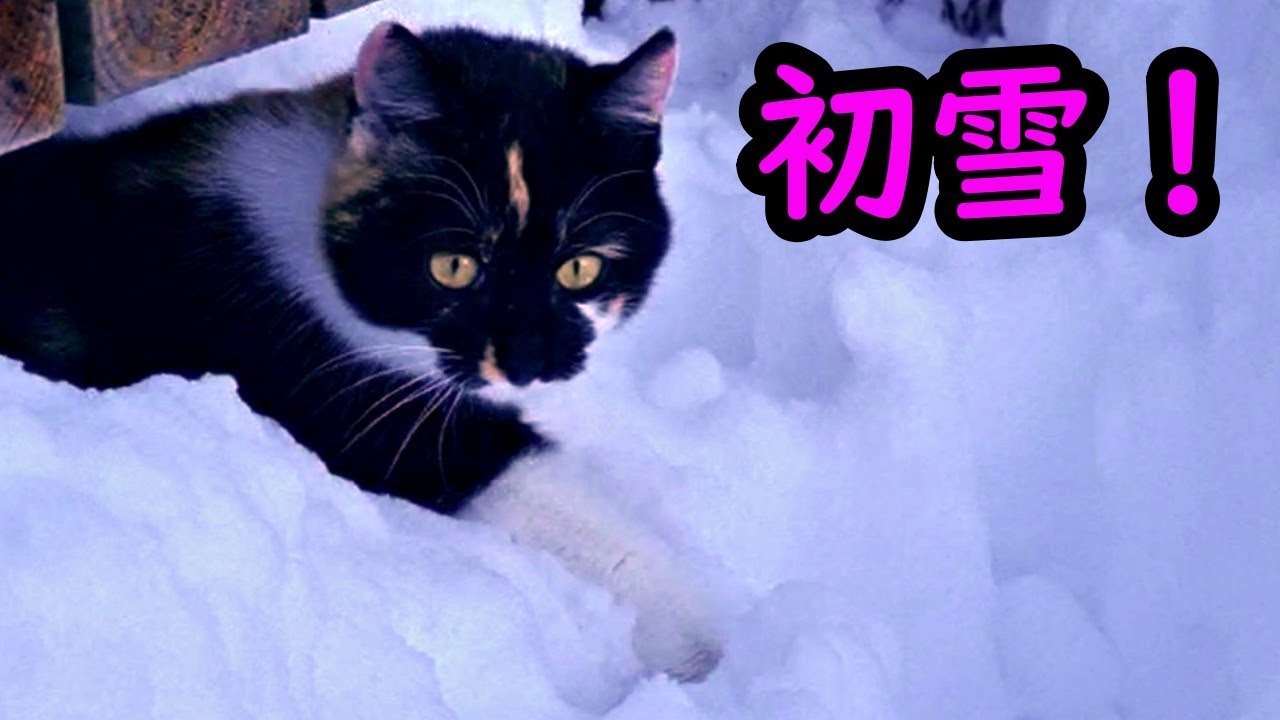 ドッグ猫の初雪
