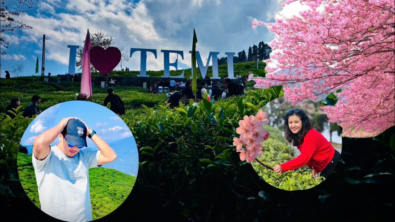 Temi Tea Garden During Cherry Blossoms Season