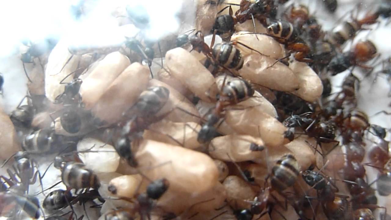 ant brood