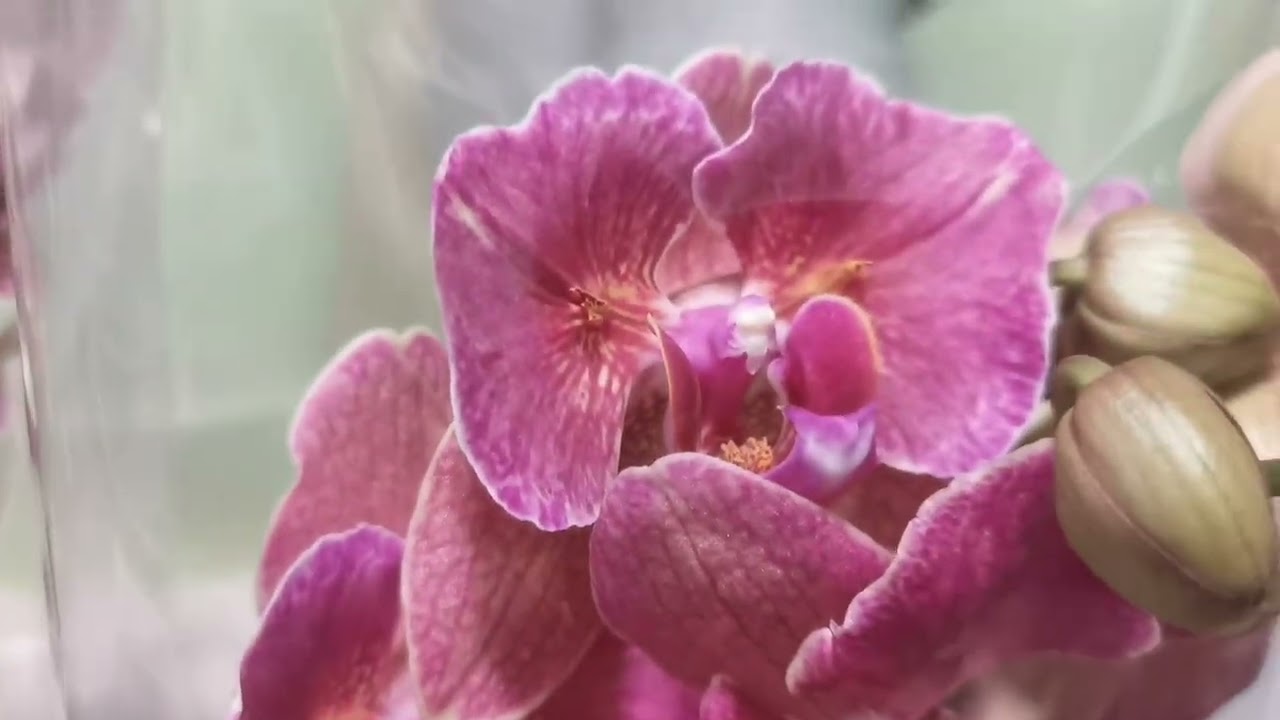 Ооох и ах! Восхитительный завоз орхидей в Сочи.. 😍 🦋 