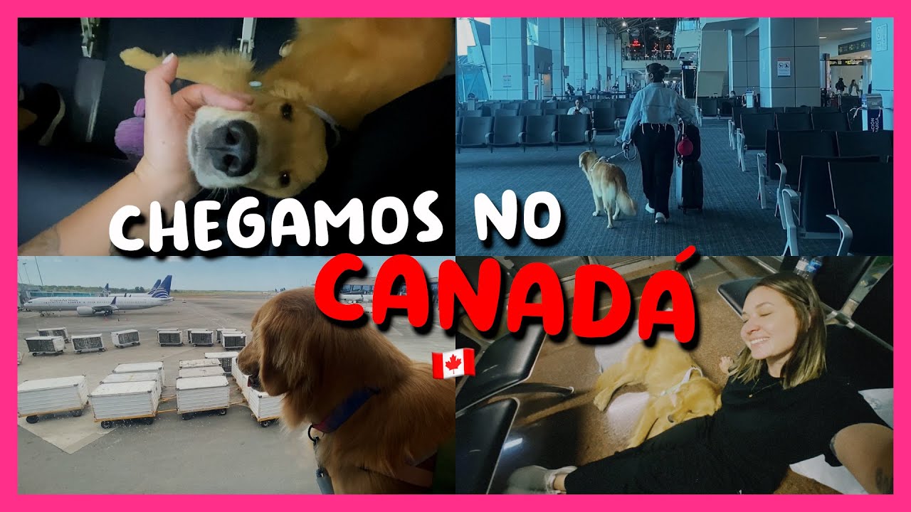 VLOG VIAJANDO NA CABINE DO AVIÃO COM UM GOLDEN  | Diário de Viagem pt. 2  @therpeandme