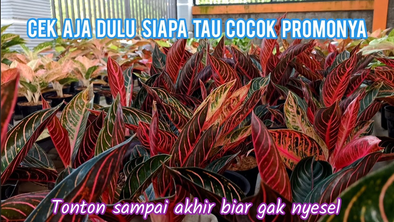 Promo Aglonema Terbaru di Kios Bunga Mbak Retno
