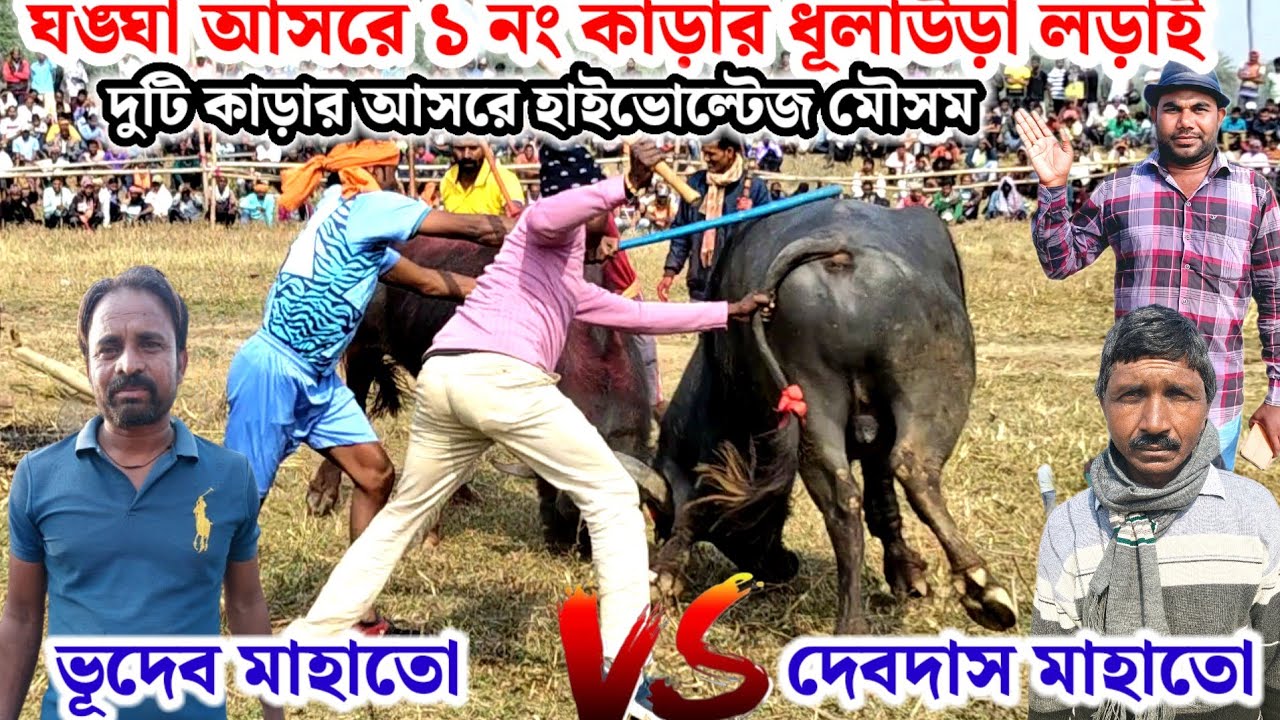 ৫ ই মাঘ🌼ঘোঙ্ঘা আসরে ১ নং কাড়ার লড়াই ভূদেব মাহাতো বনাম দেবদাস মাহাতো💢গৌরাঙ্গ কুমার কাড়া লড়াই 