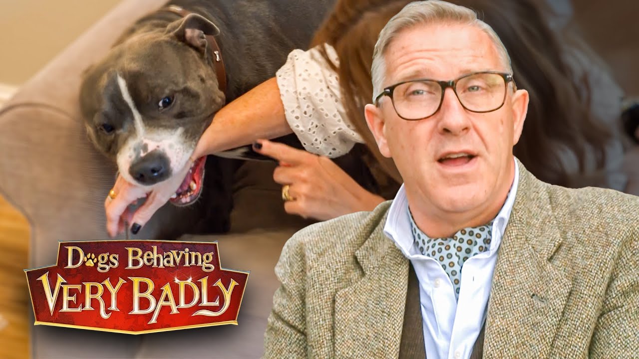 My Staffie Is So Aggressive... Even My Family Won’t Visit!