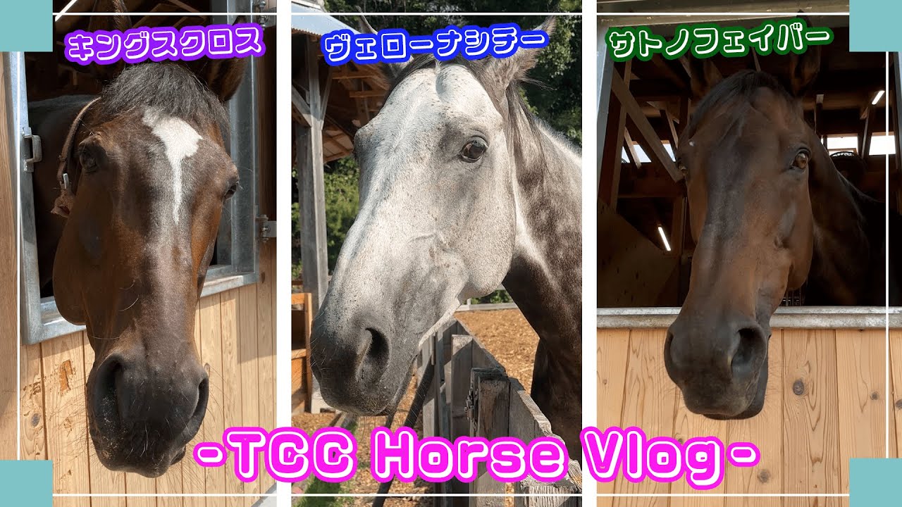 ヴェローナシチー＆メタセコイアと馬の森🐴🌳｜TCCホースVlog