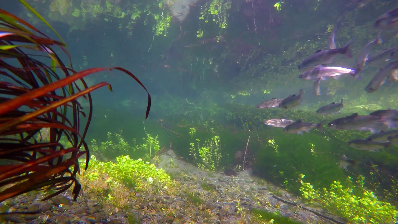 Salmon Smolt Ambush (At 4k resolution)
