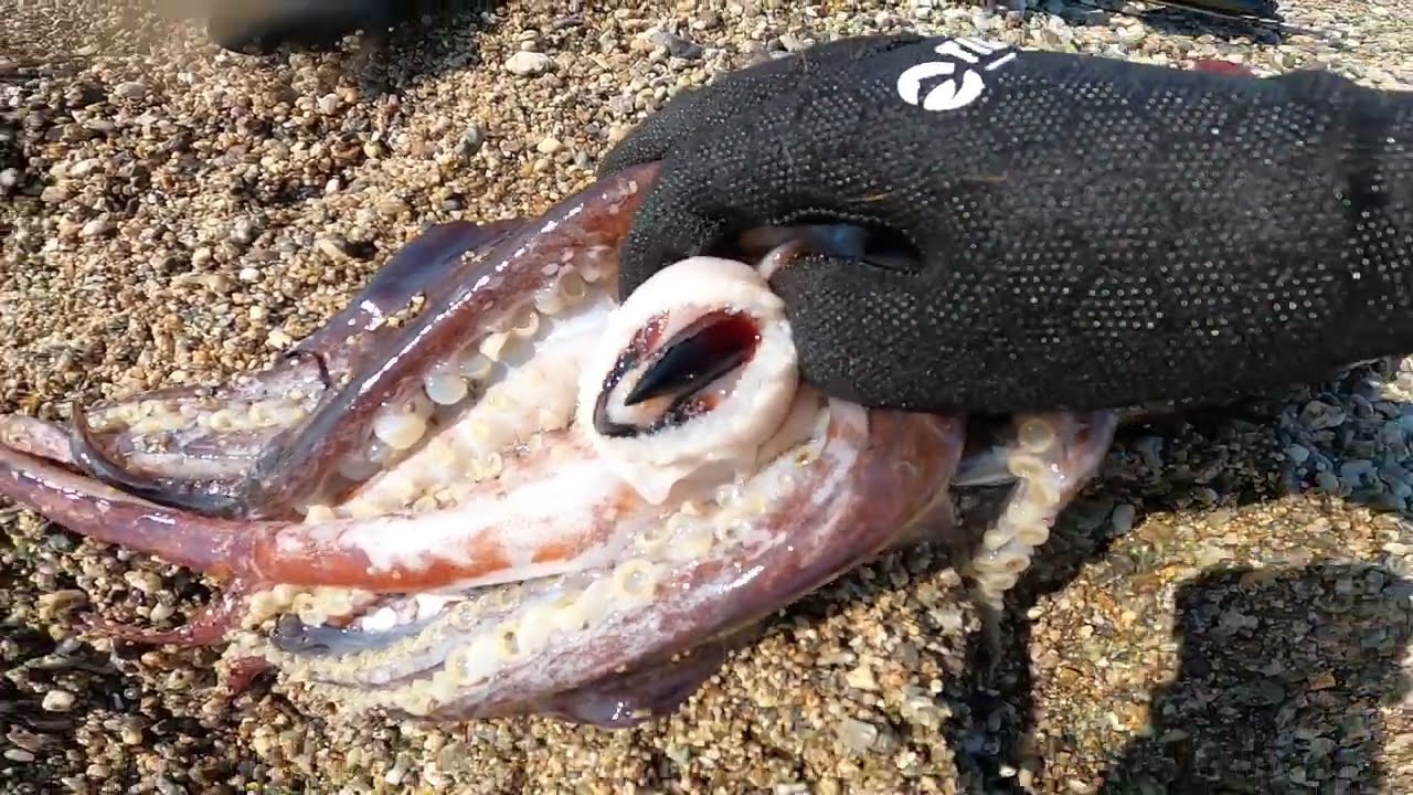 PescaSub Calabria: Granchi Blu - Lucerna - Totano Gigante (da oltre 3kg)