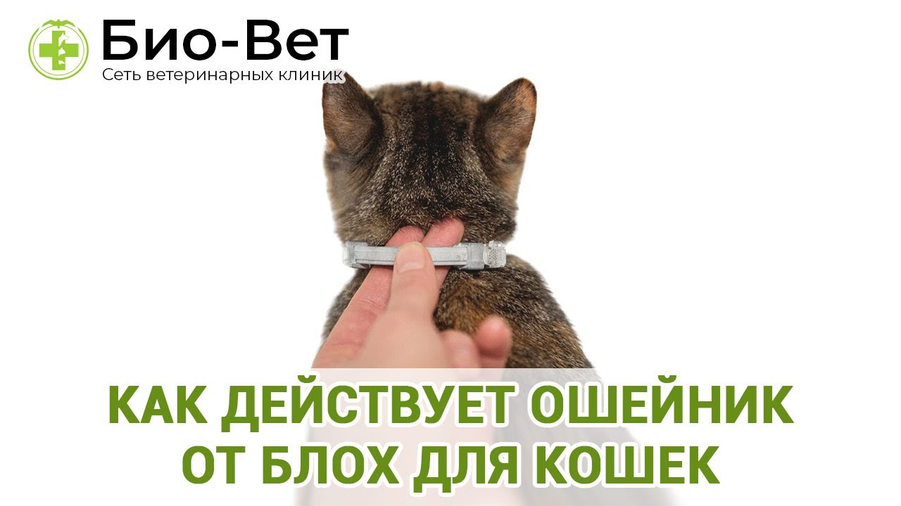 Как Действует Ошейник От Блох Для Кошек & Выбор Ошейника От Блох Для Кошки. Ветклиника Био-Вет