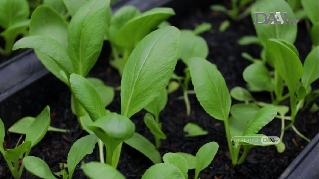 Berkebun di Masa Pandemi | Bumiku Satu