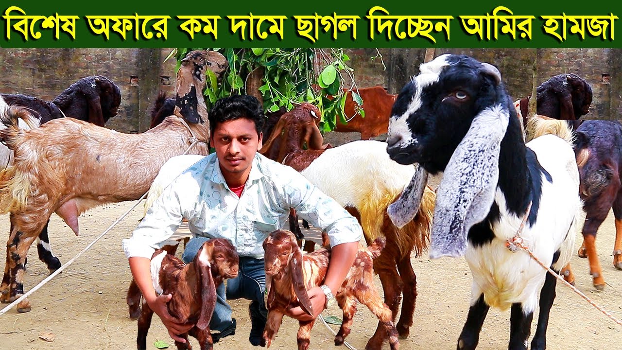 বিশেষ অফারে কম দামে ছাগল দিচ্ছেন আমির হামজা goat farm