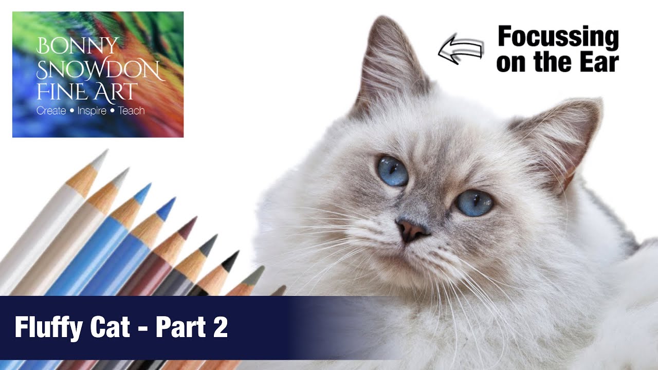 Drawing a Fluffy Cat with Coloured Pencils | Part 2 | Focus on the Ear