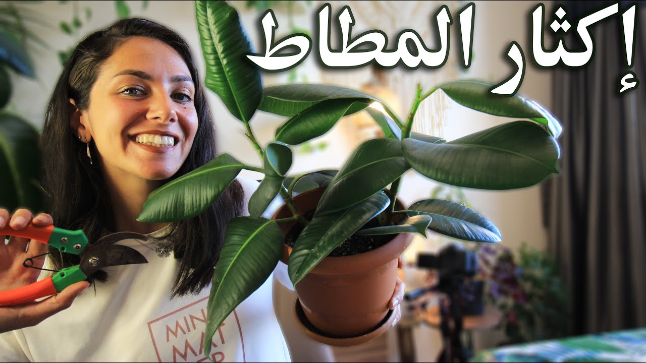 كيف نكاثر ونعتني بنبتة المطاط\الكوشوك: الإضاءة + التربة + الري +التسميد