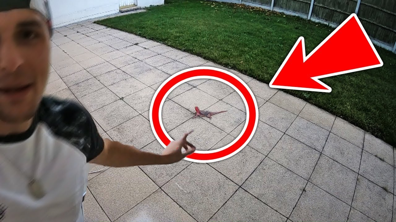 Encontré ESTO en mi Jardín 😱